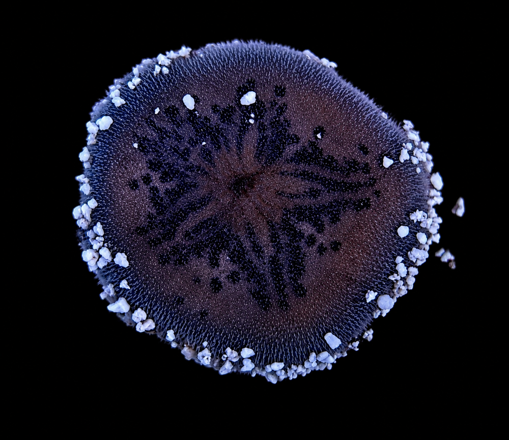 Brissus spp. - Sand dollar flat