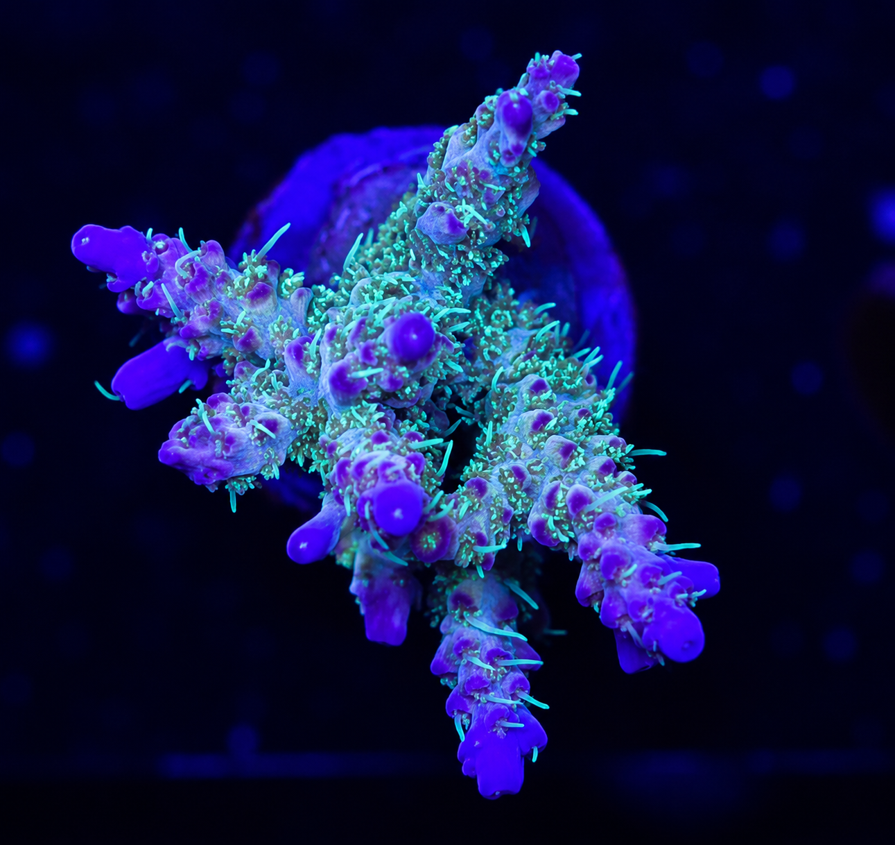 FMC Acropora Pinky the bear