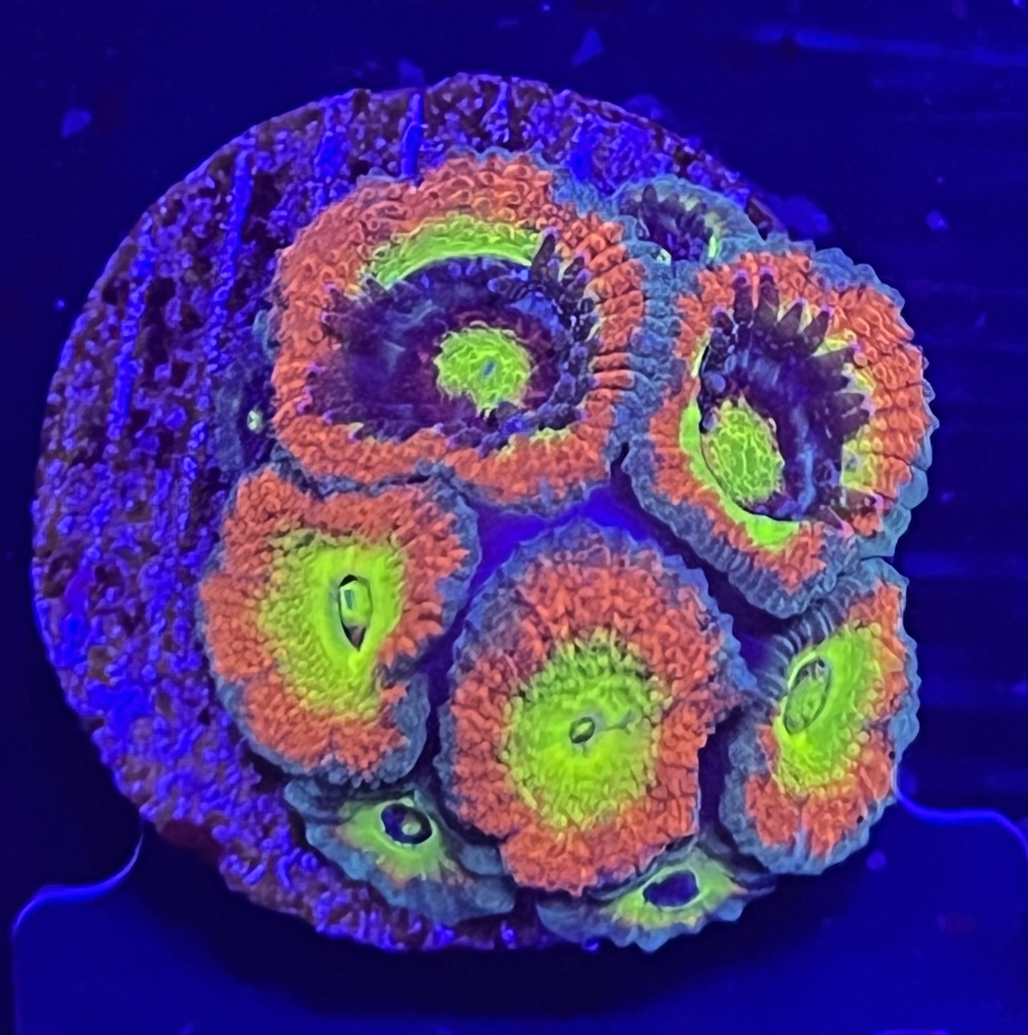 FMC Micromussa amakusensis Holy grail