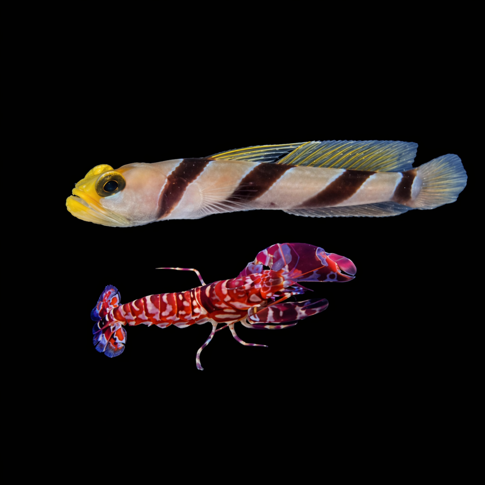 Stonogobiops nematodes+ Alpheus bellulus