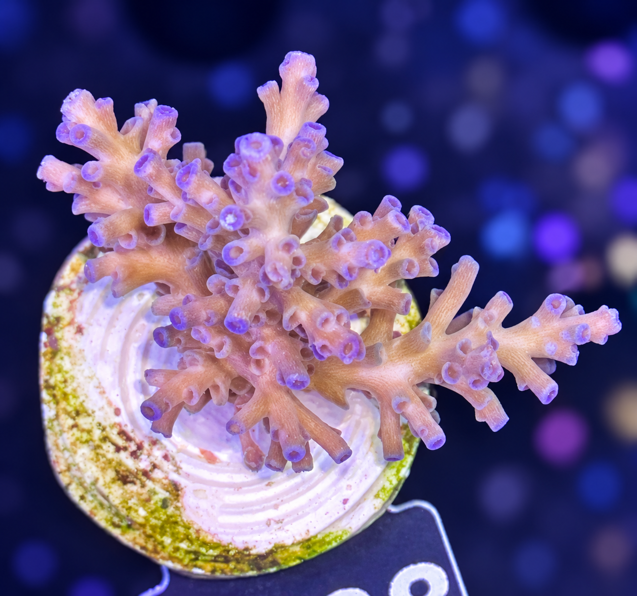 FMC Acropora echinata Icefire