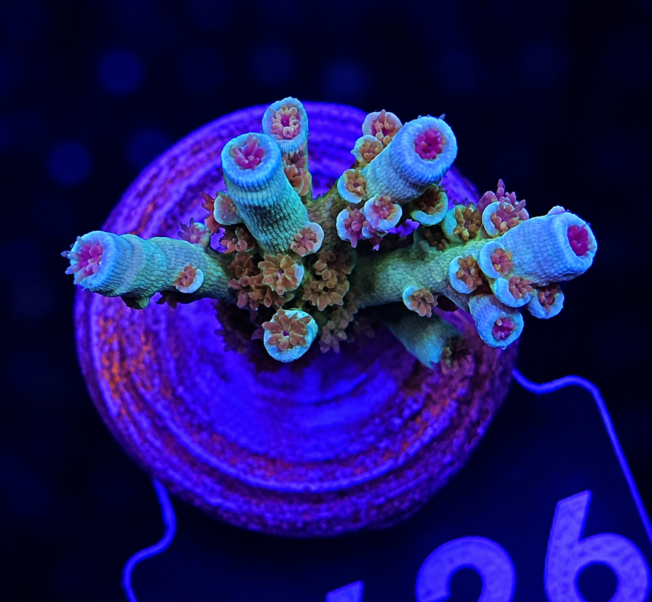 FMC Acropora tenuis