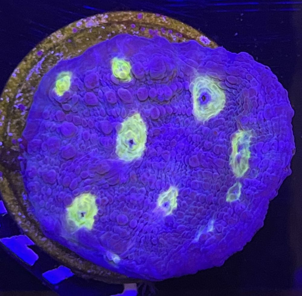 FMC Chalice Echinophyllia yellow eye