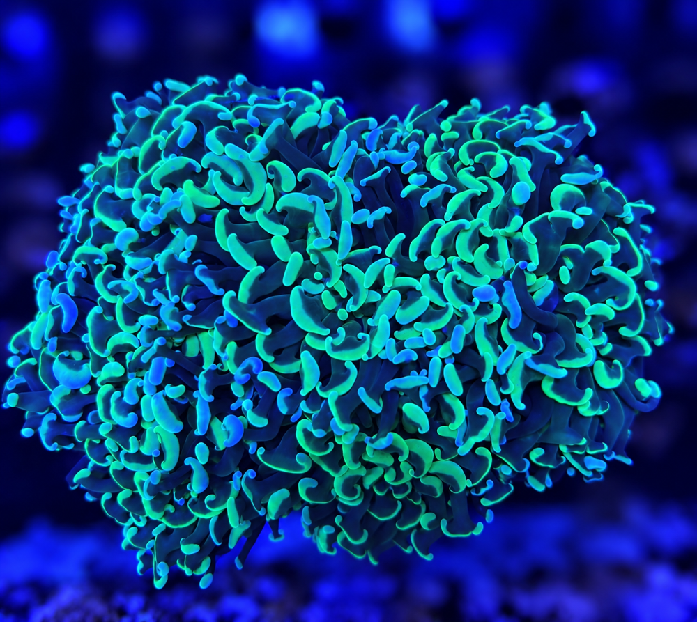 FMC Euphyllia ancora