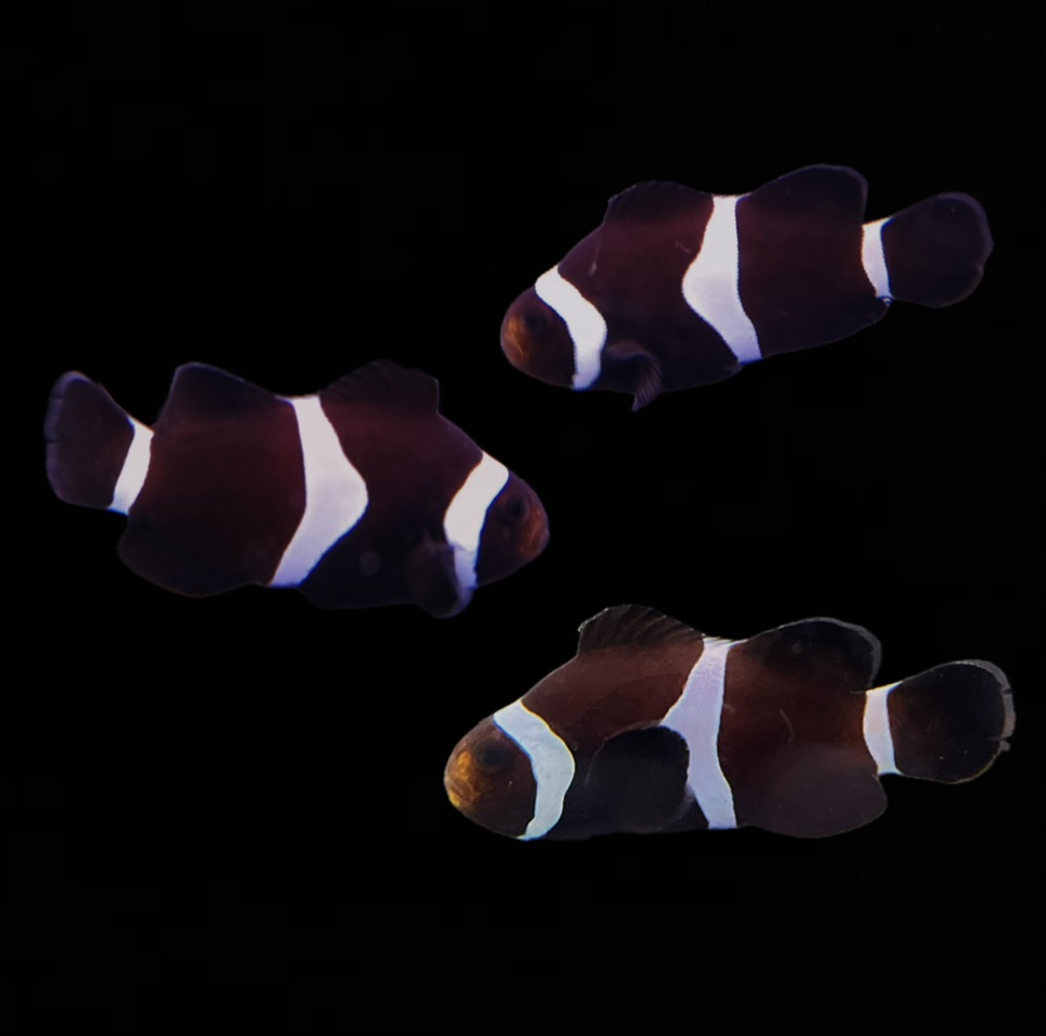 Amphiprion ocellaris - Falscher Clownfisch "Wildform Schwarz" 3-4 cm NZ