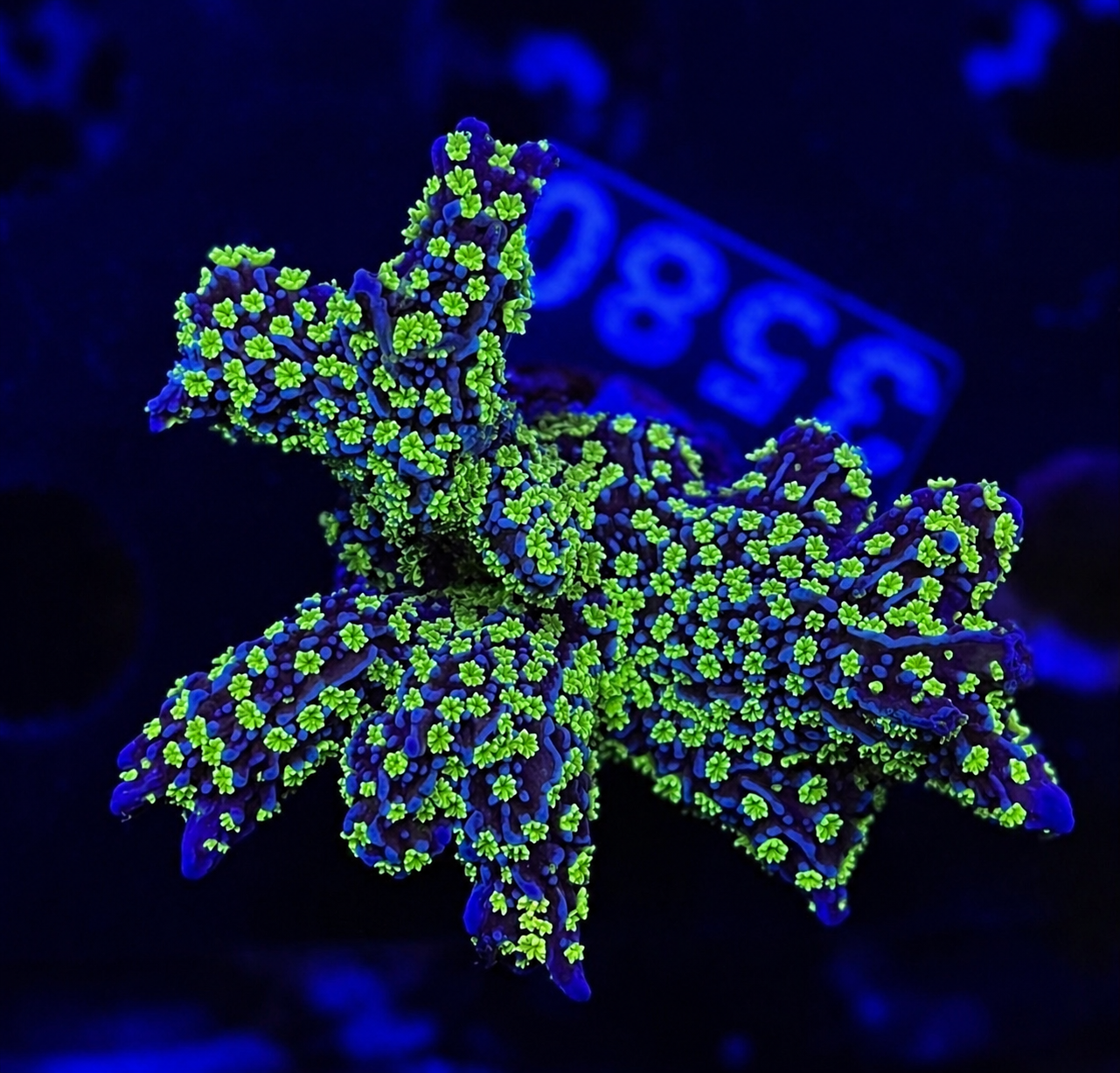 FMC Montipora Star Wars