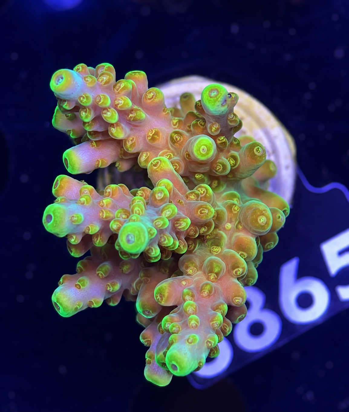 FMC Acropora sp