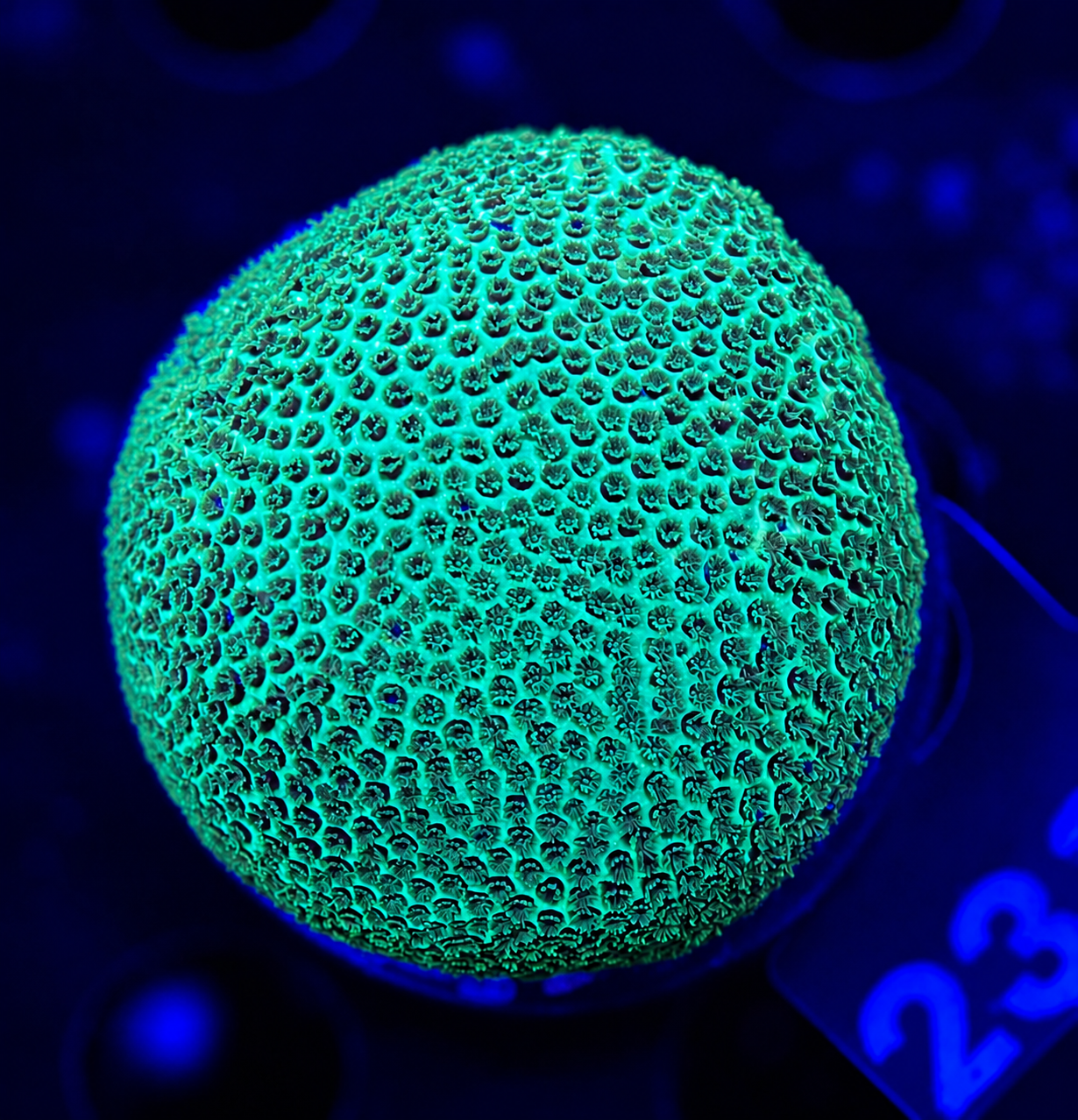 FMC Porites Green Ball + Coral Mount