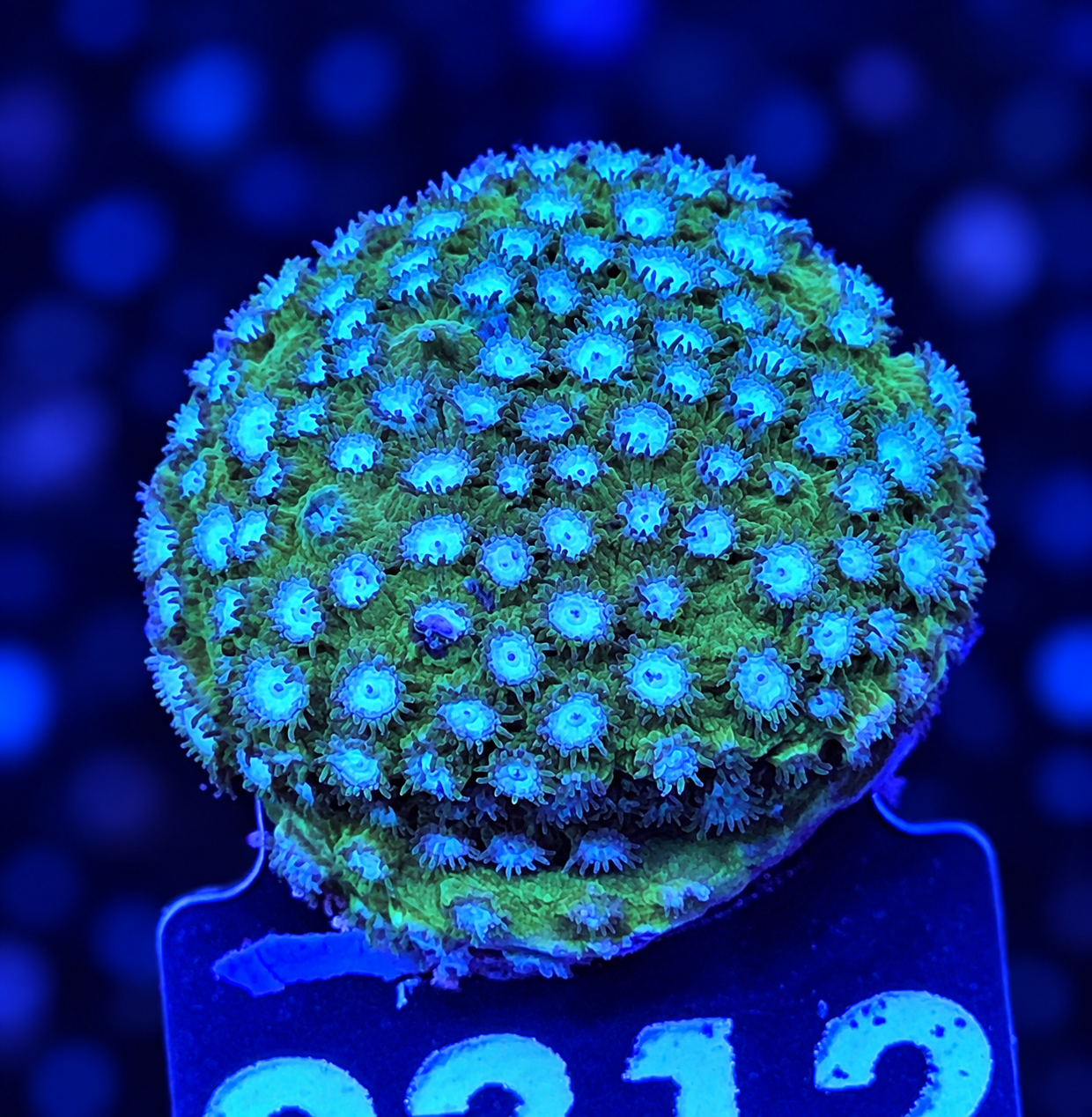 FMC Cyphastrea Blue Ose