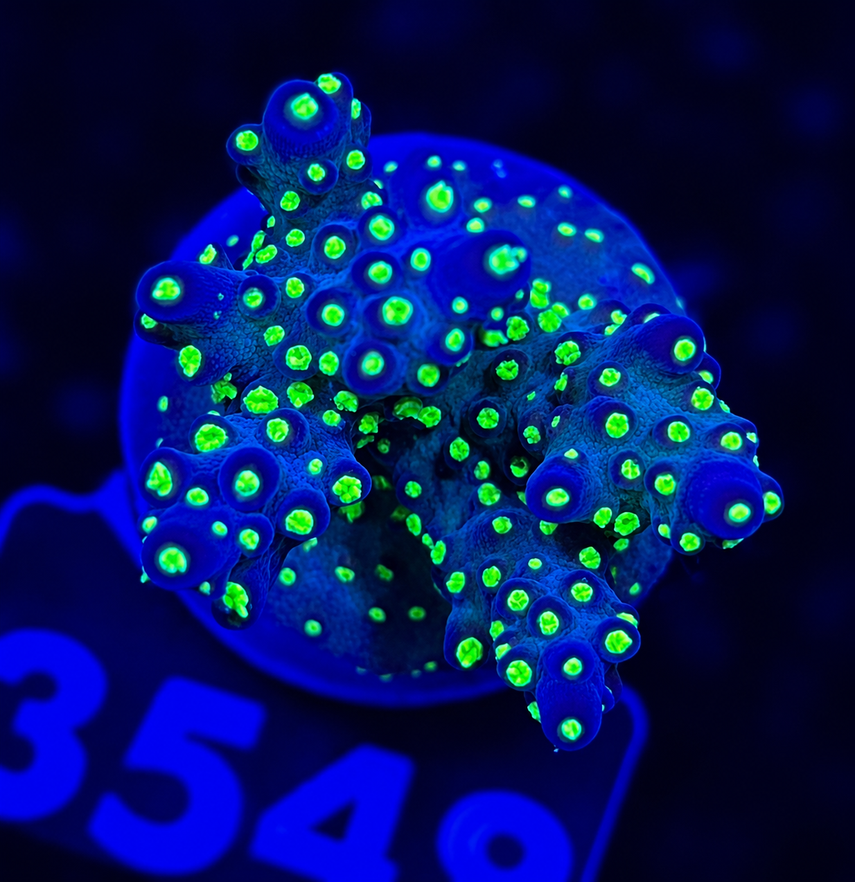 FMC Acropora nana tricolor