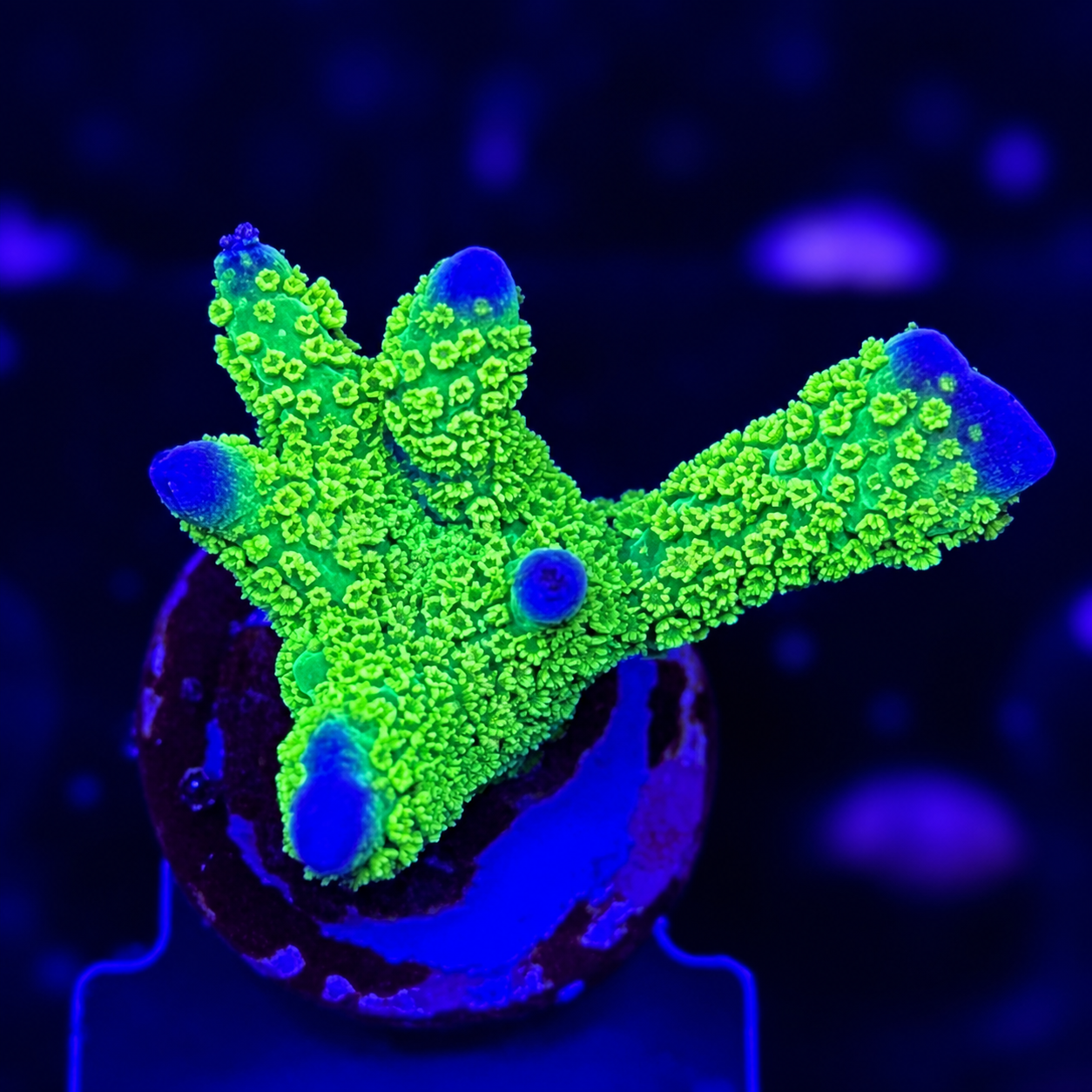 FMC Montipora digitata green