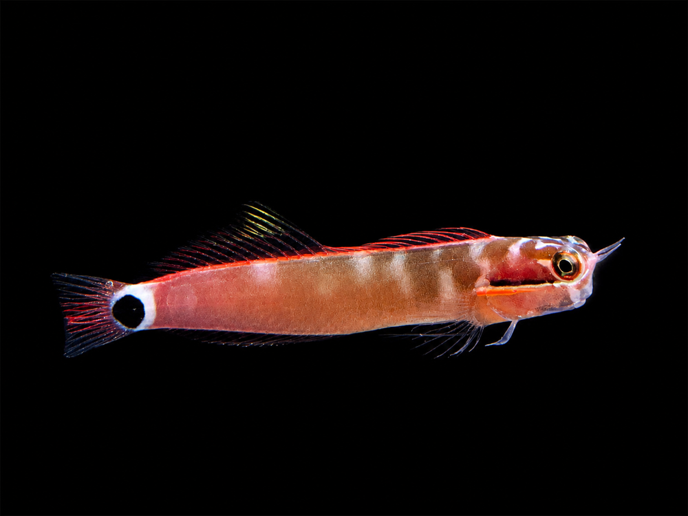 Ecsenius stigmatura - Schwanzfleck-Korallenblenny