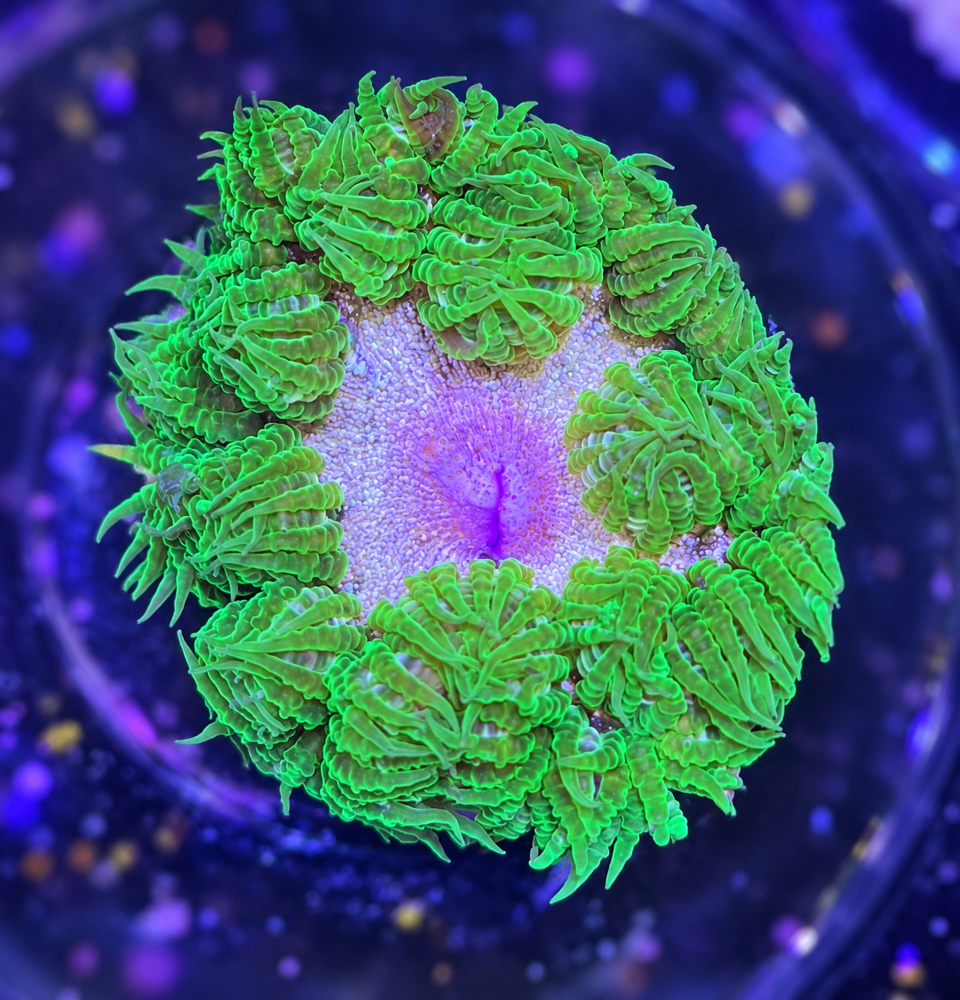 FMC Phymanthus Crucifer Rockanemone