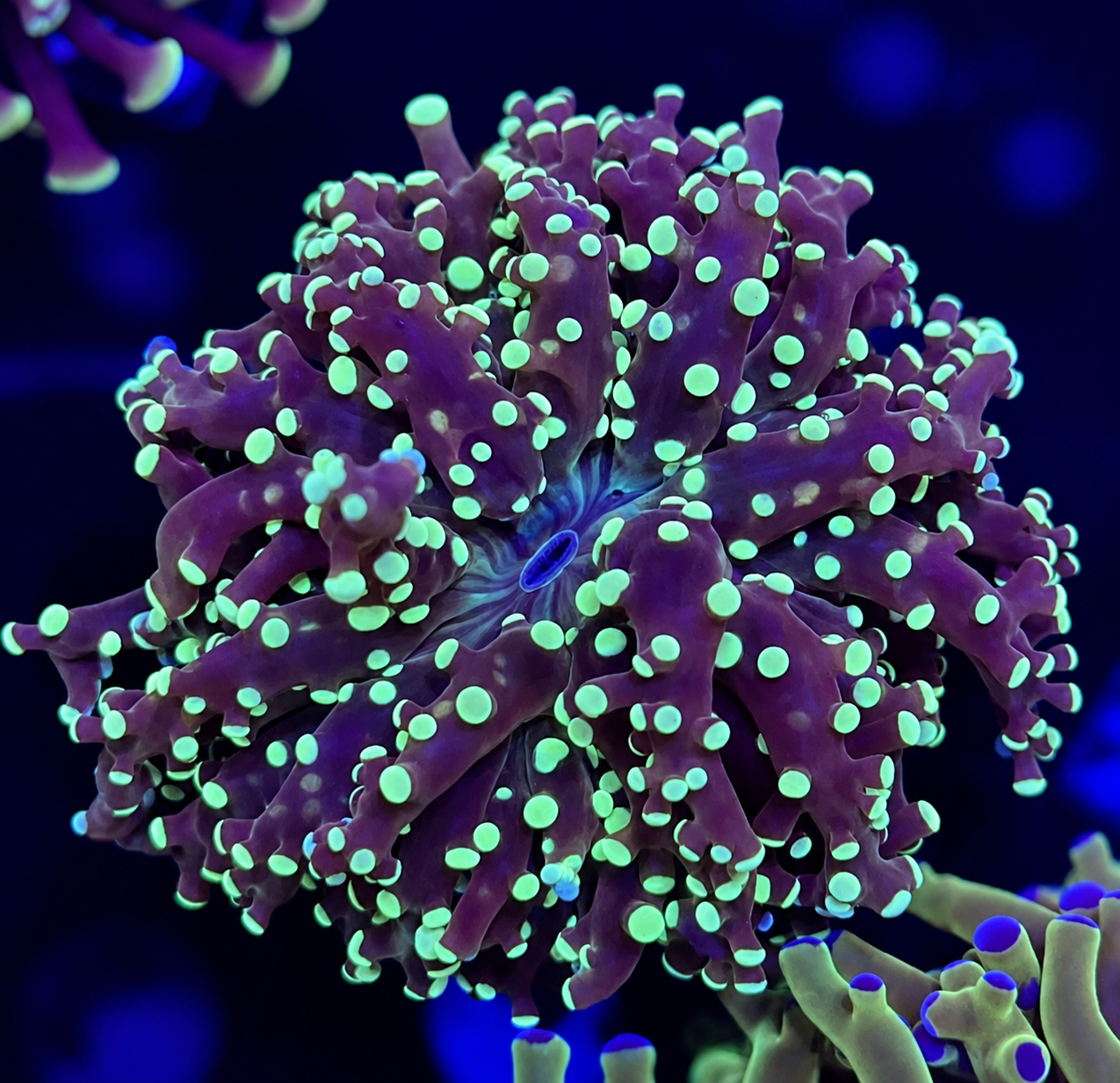 FMC Euphyllia Paradivisa Green Tip