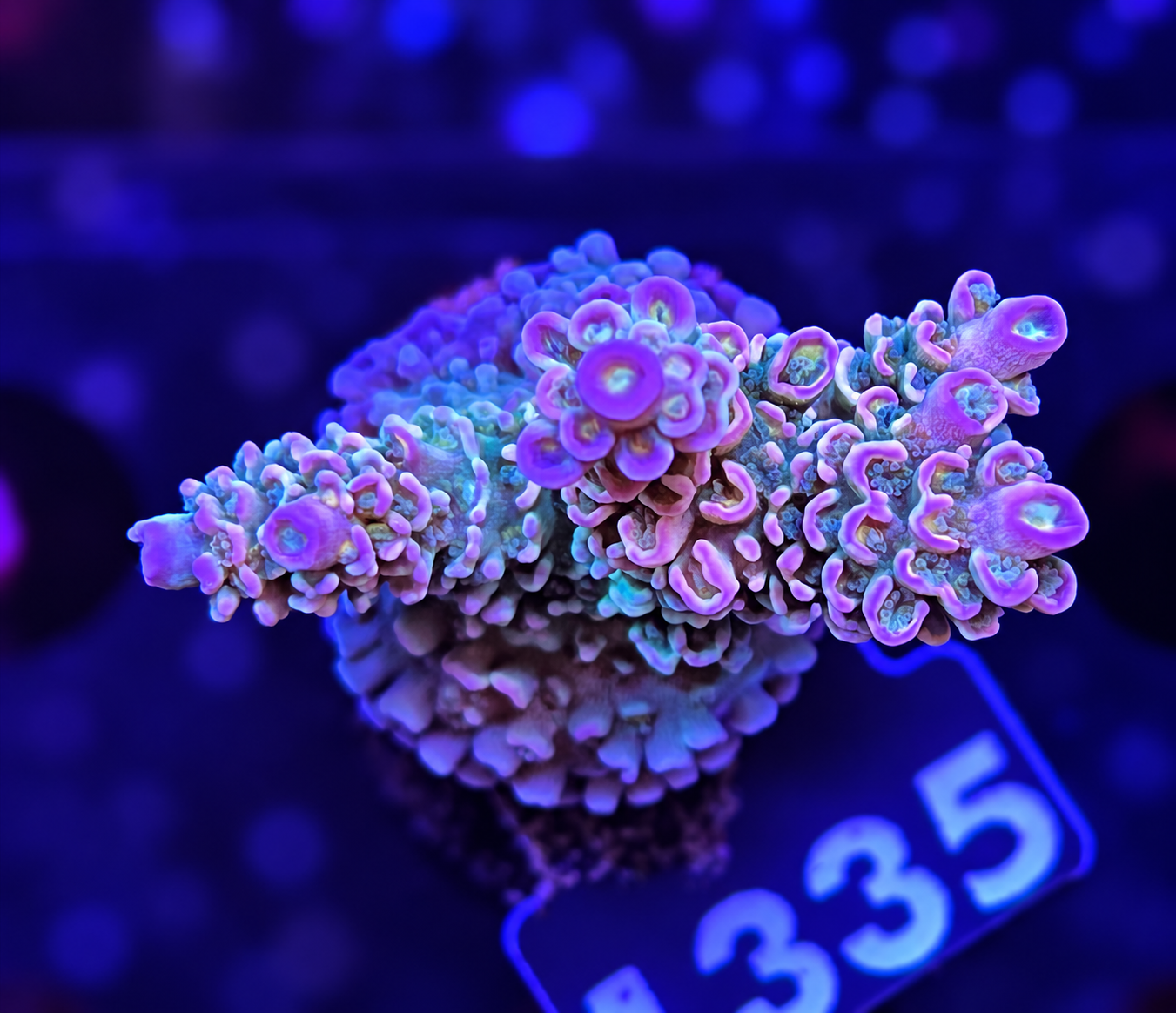FMC Acropora tenuis Rose Garden