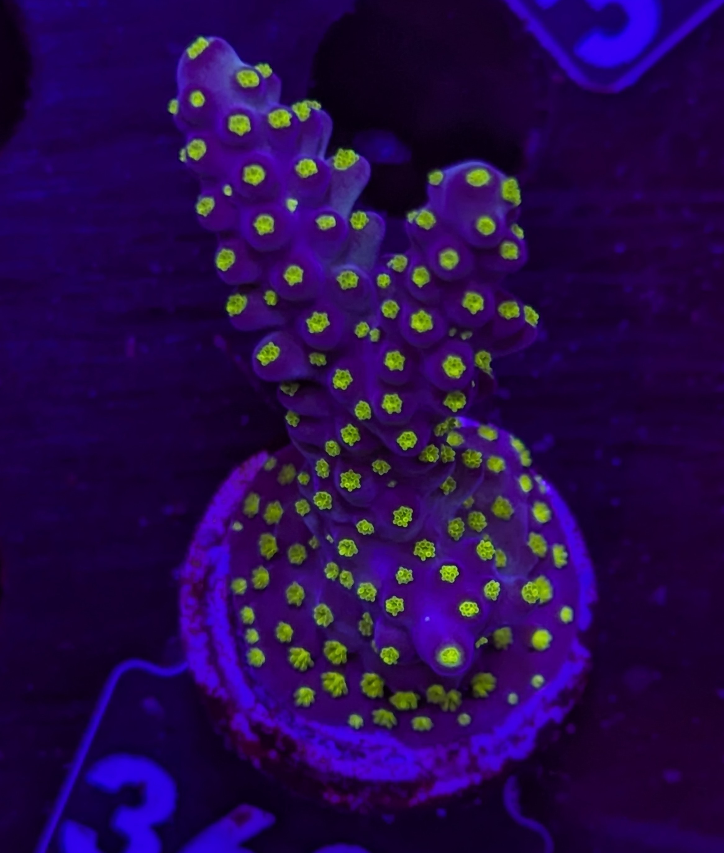 FMC Acropora nana tricolor