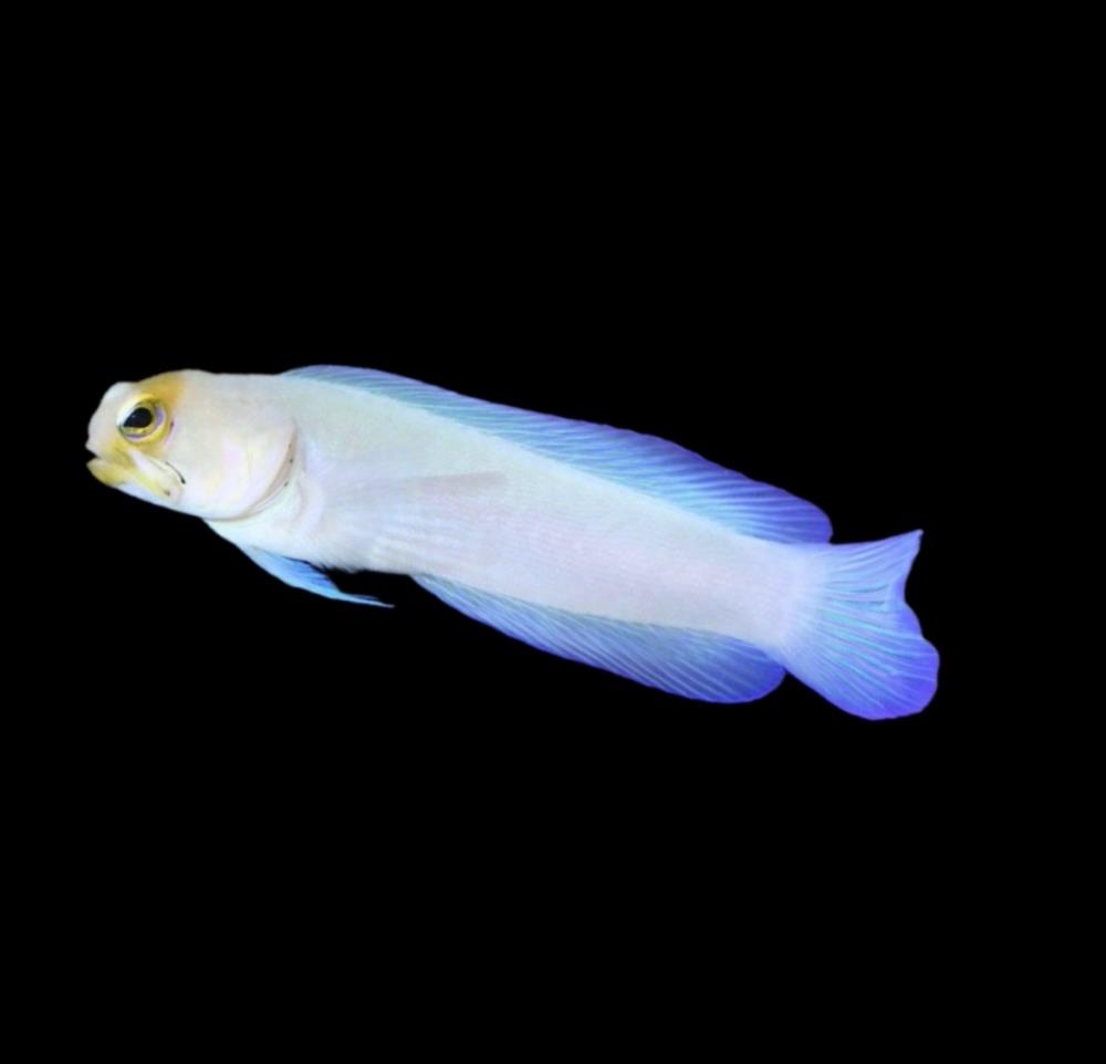 Opistognathus aurifrons - Goldstirn-Brunnenbauer 4 - 5 cm