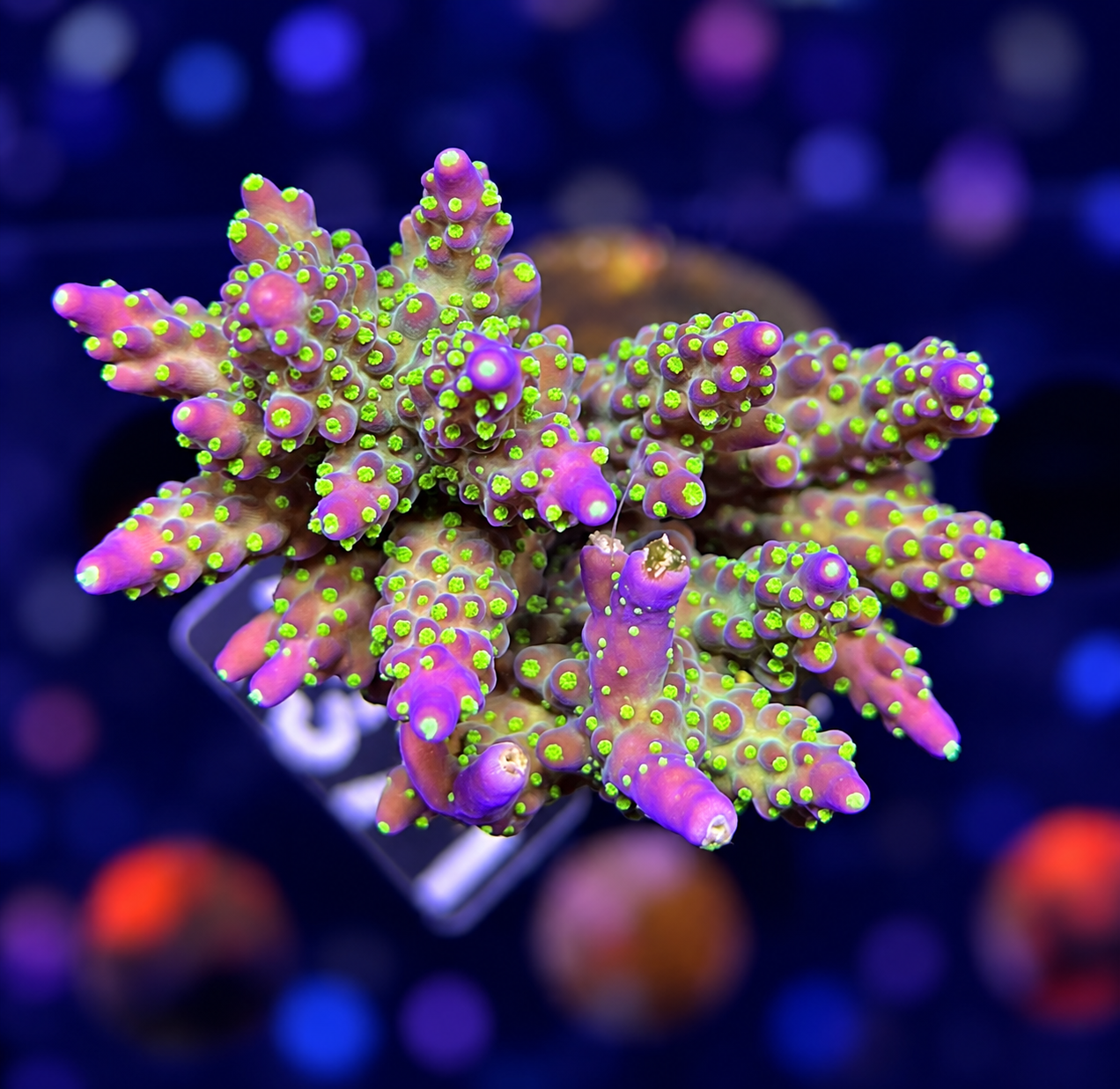 FMC Acropora valida