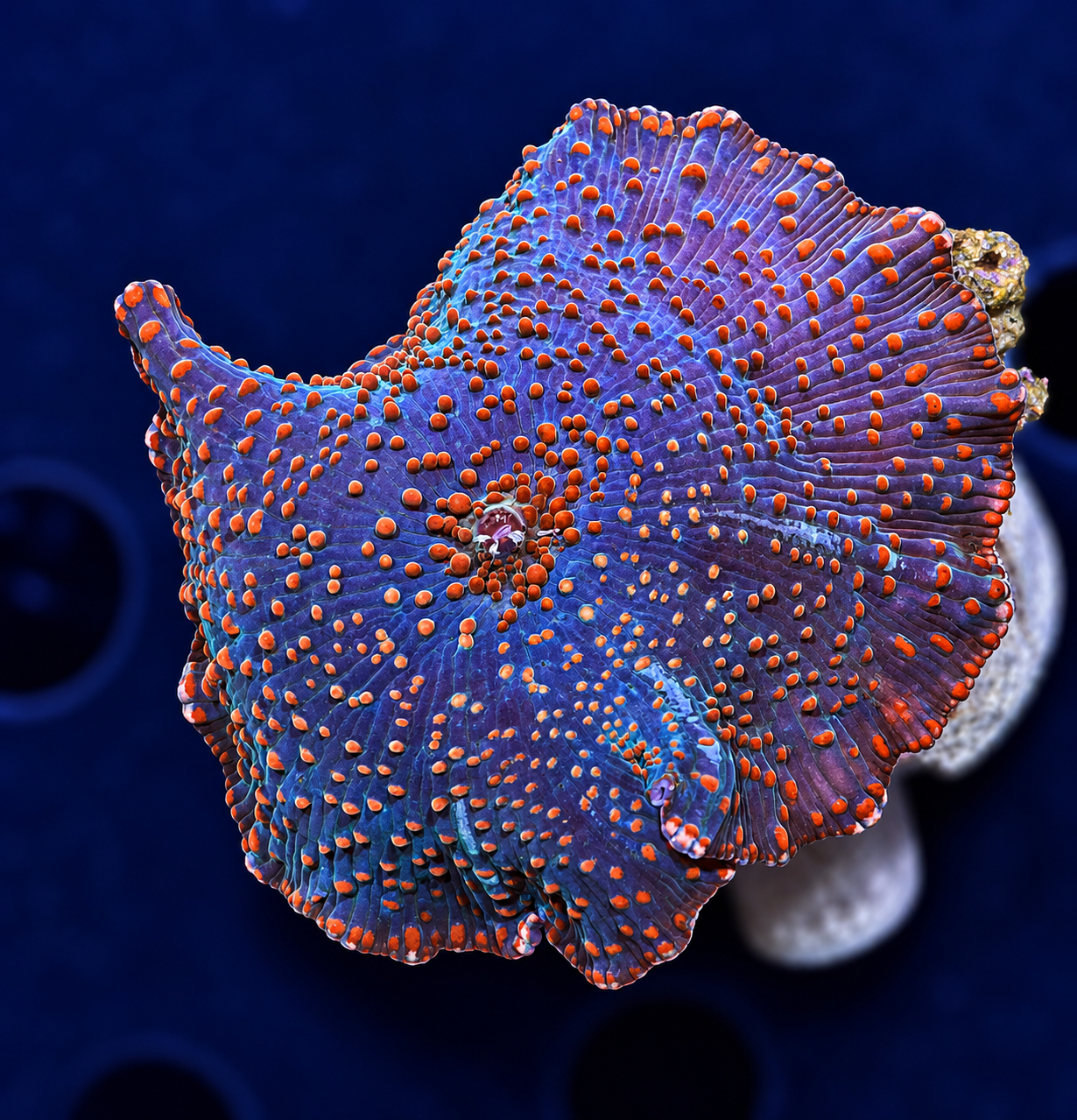 FMC Discosoma orange dots