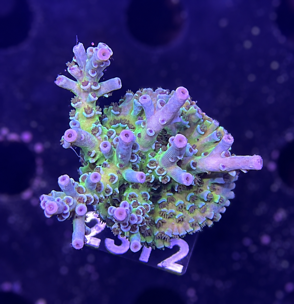 SciReef Acropora kenti Grade 2 MAXX Twin