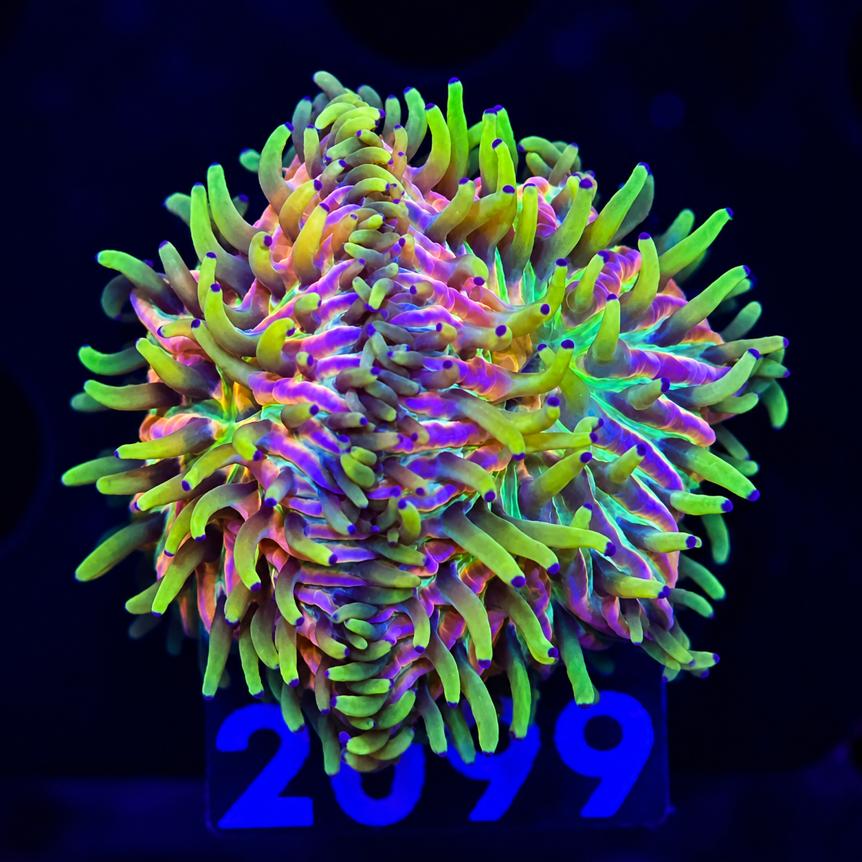 FMC Cycloseris Rainbow double
