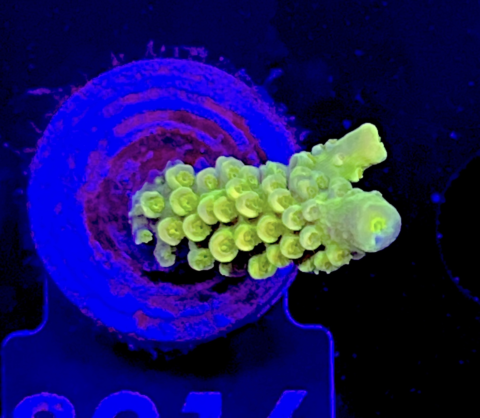 FMC Acropora sp. yellow staghorn