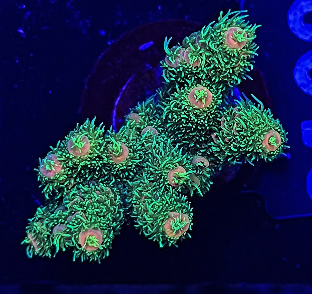FMC Acropora millepora green