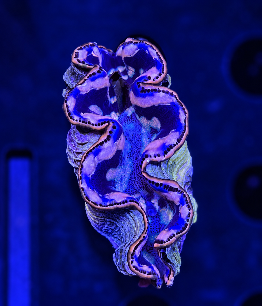 FMC Tridacna maxima