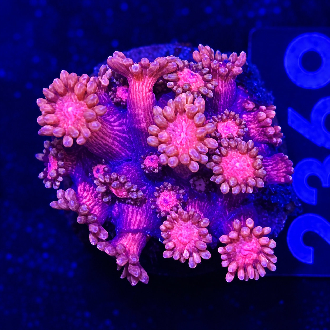 FMC Goniopora red