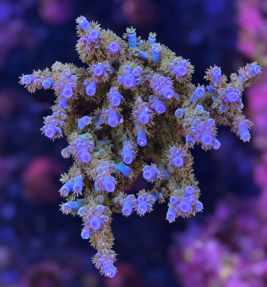 SciReef Acropora kenti Grade 1 Unique