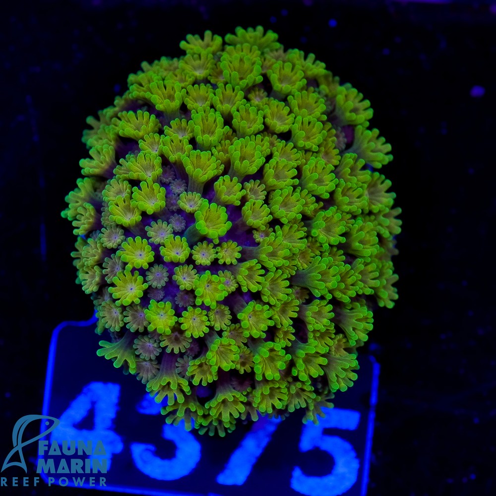 FMC Alveopora minuta V