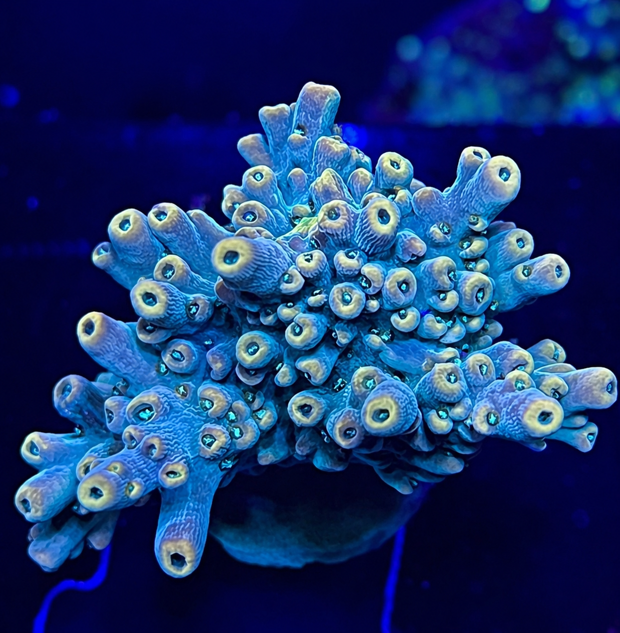 FMC Acropora aculeus yellow tips