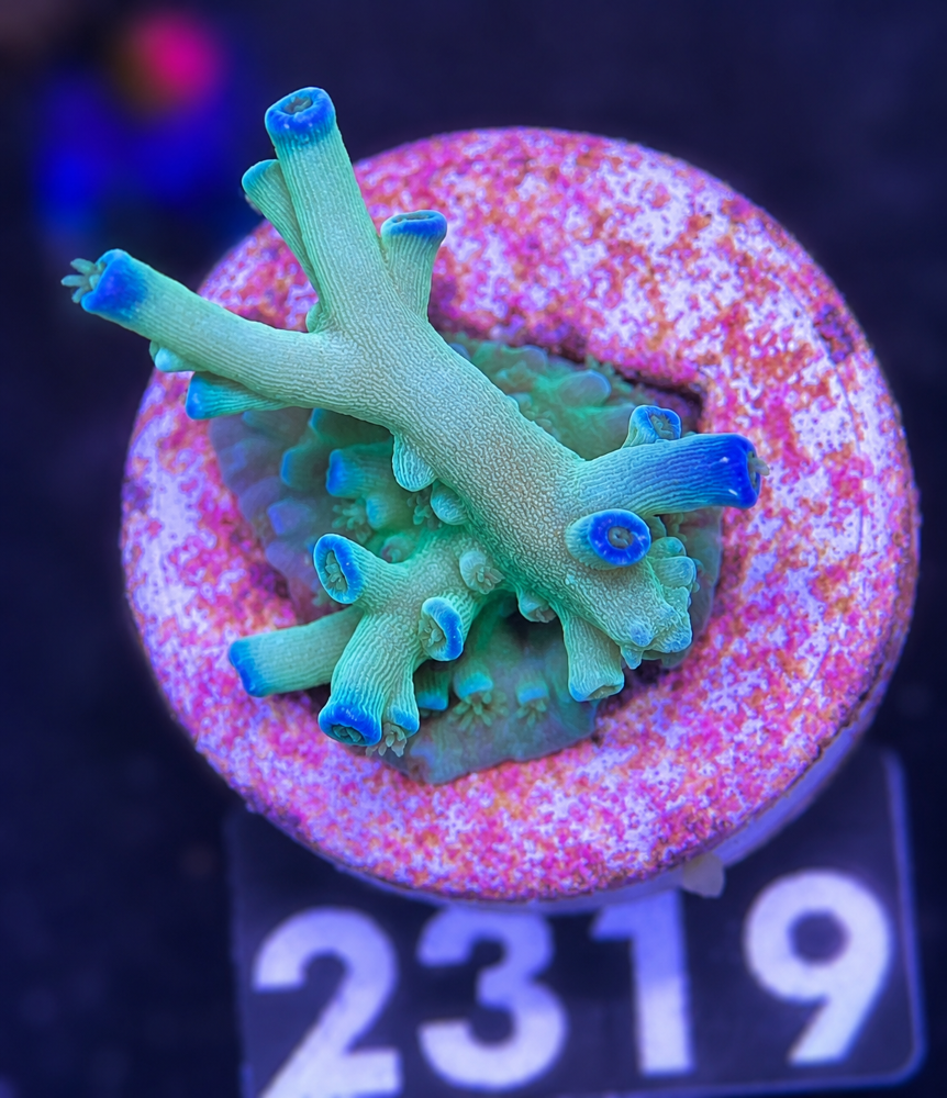 SciReef Acropora tenuis TWIN Grade 2 "Ice Fire"