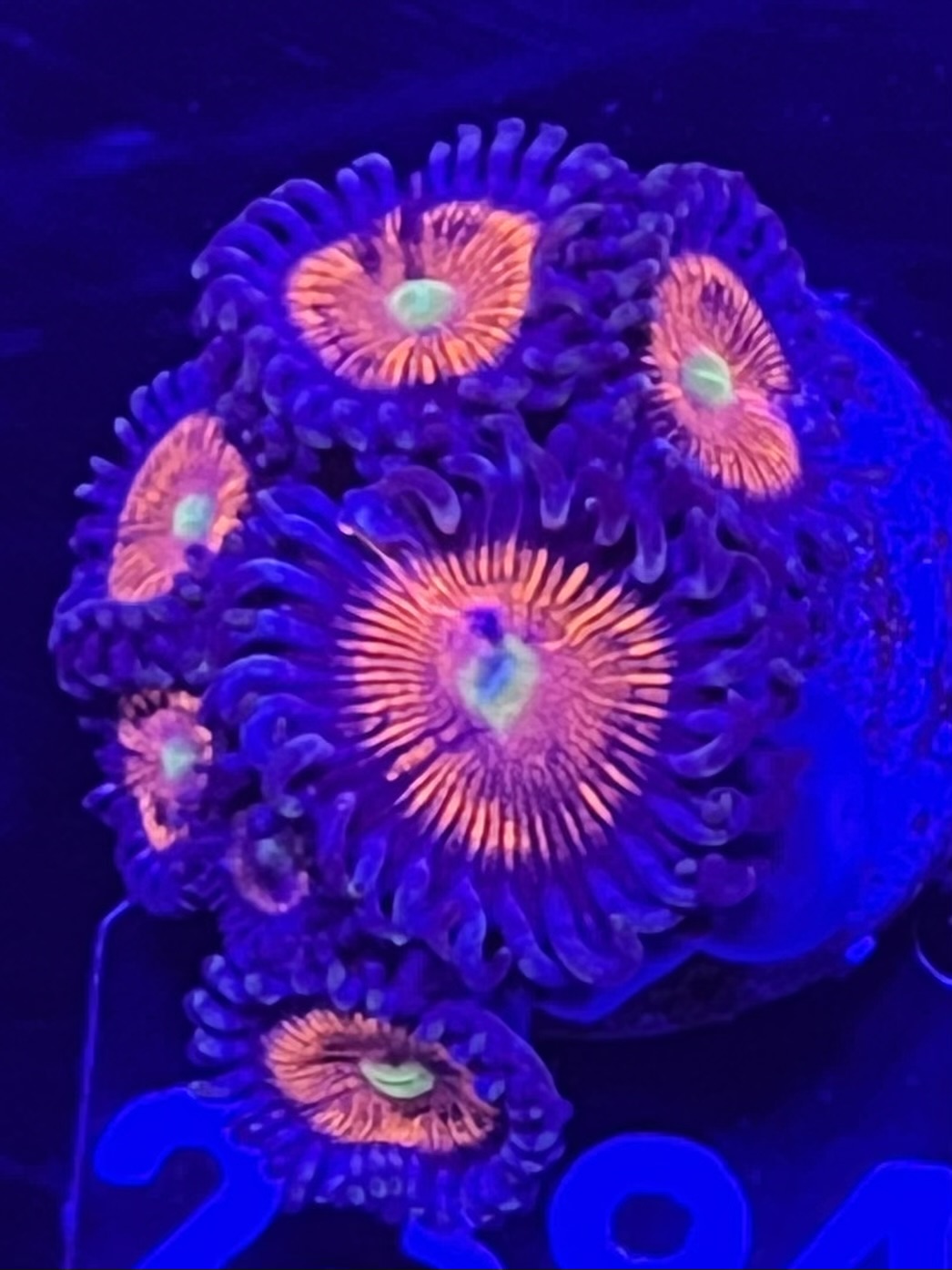 FMC Zoanthus Bad Santa