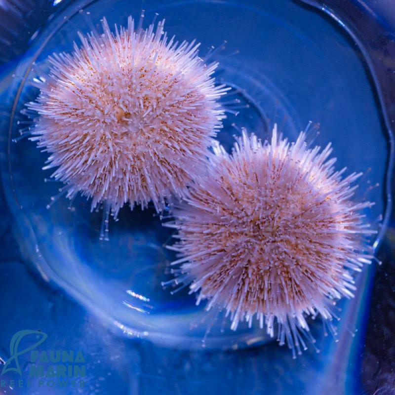 FMC Salmacis sp. Pink V