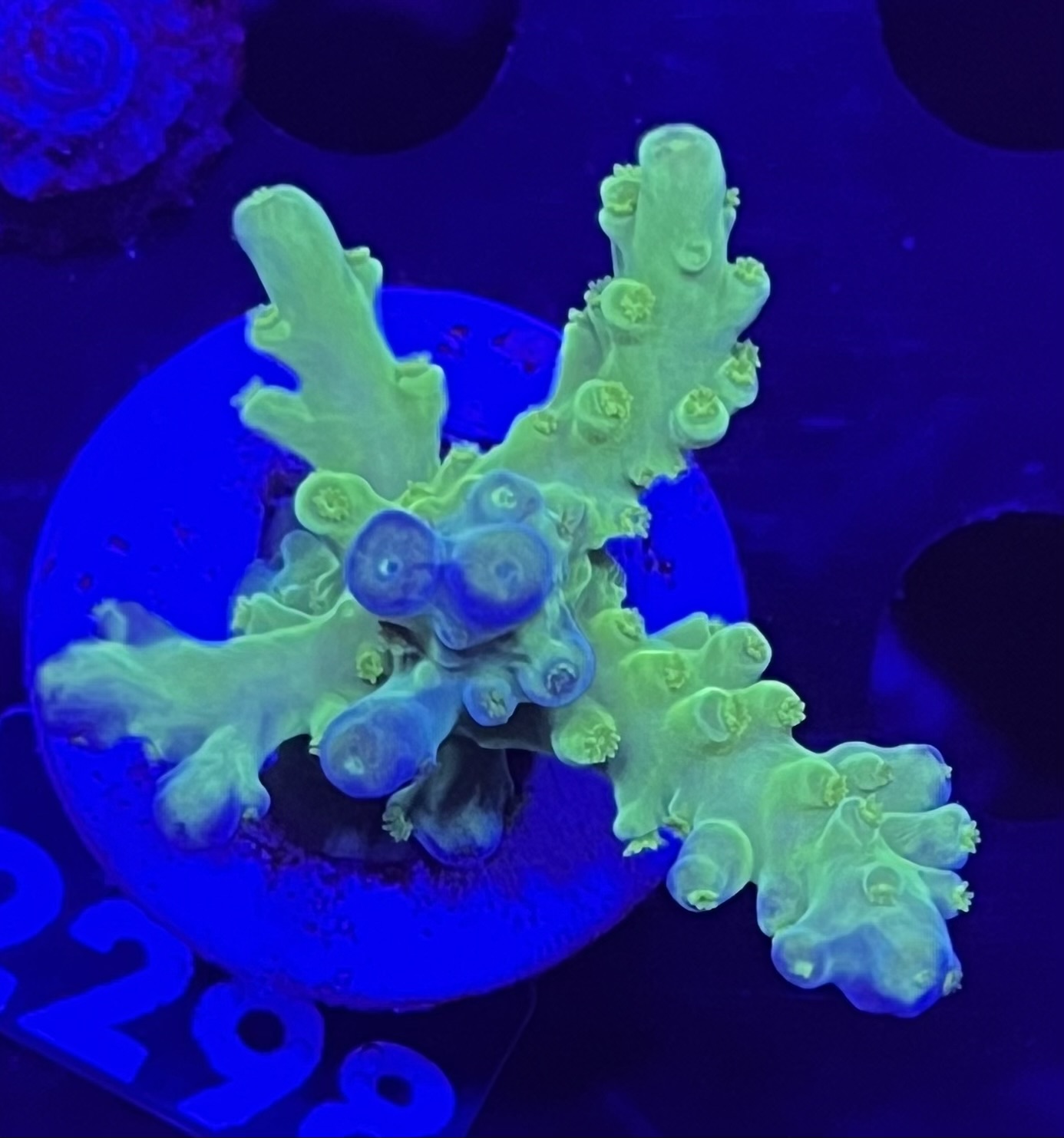 FMC Acropora austera SciReef Twin Grade 1