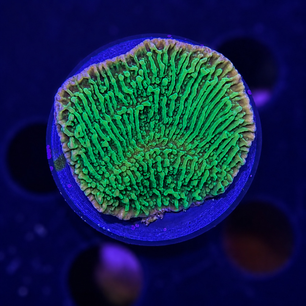 FMC Montipora Plating Green + Coral Mount V
