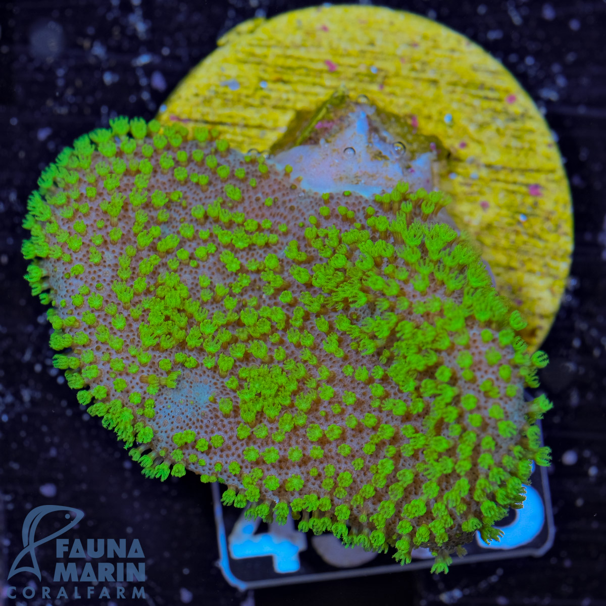 FMC Sarcophyton FIJI Neon Green Polyps V