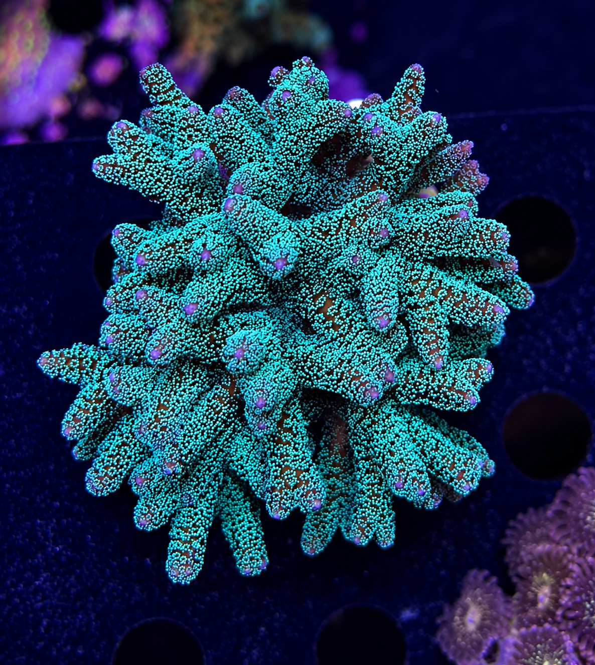 FMC Seriatopora Selly
