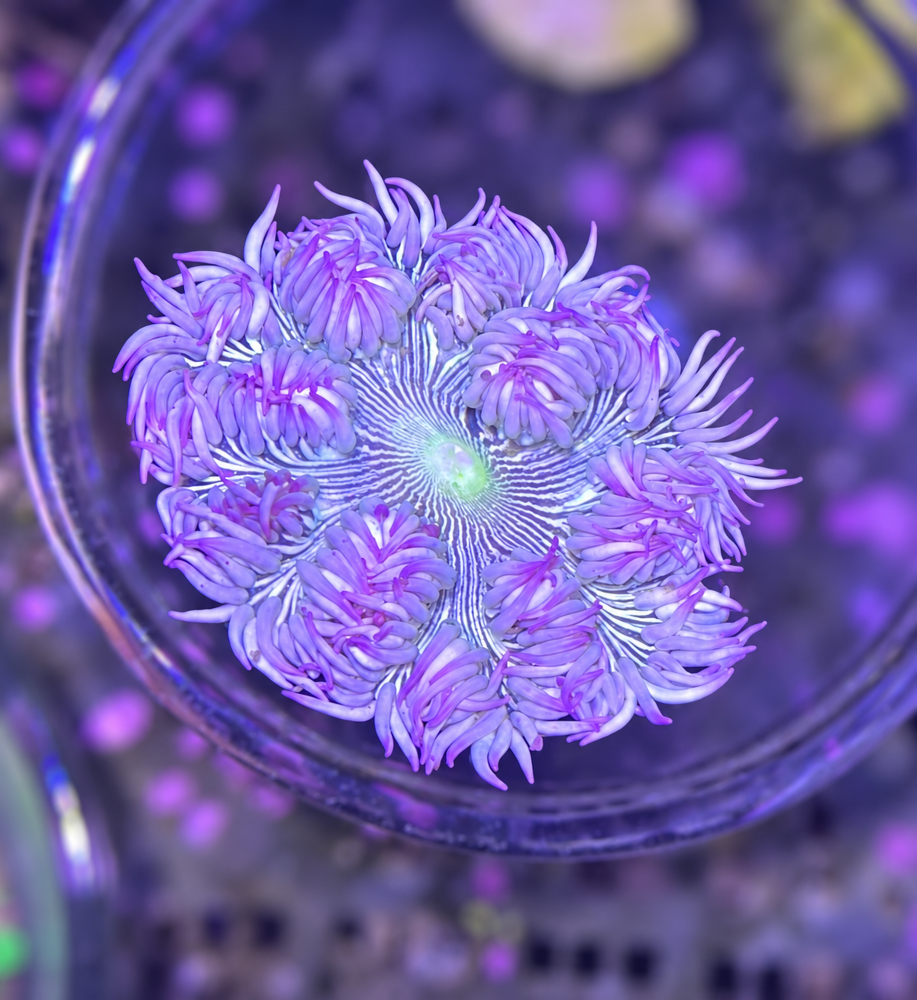 FMC Phymanthus Crucifer Rockanemone
