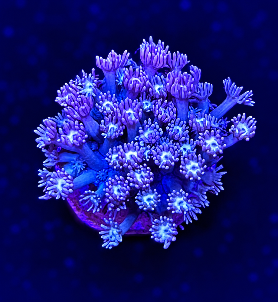 FMC Goniopora V