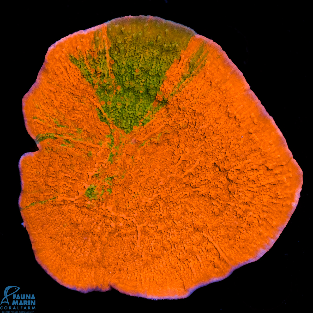 FMC Montipora Grafted