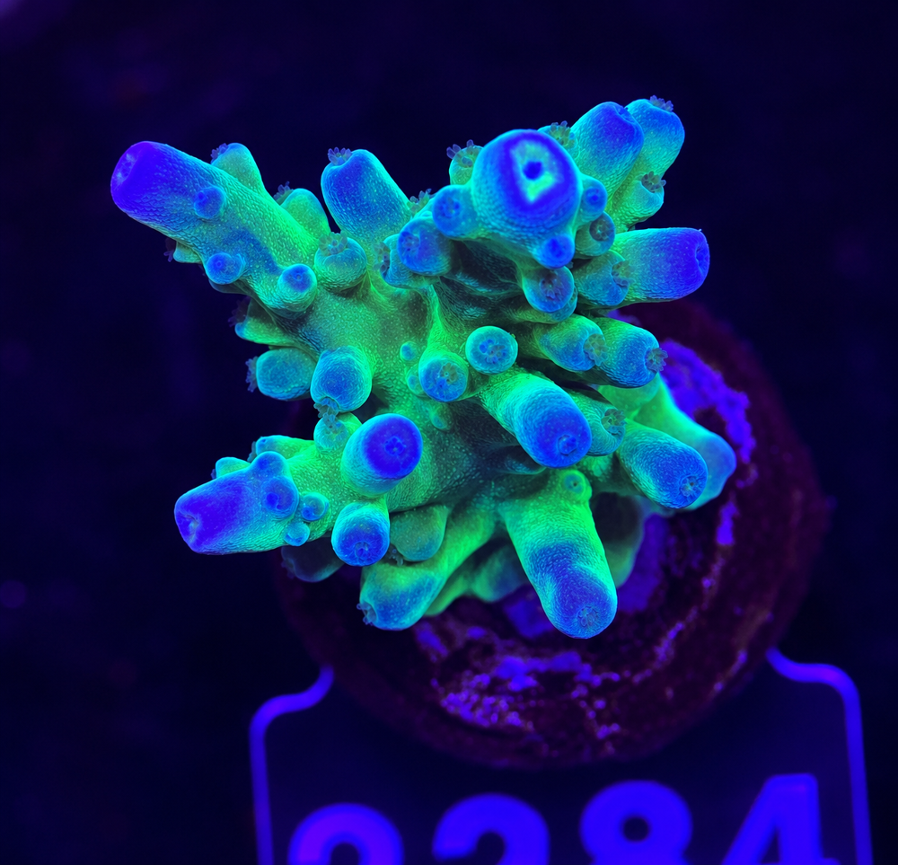 FMC Acropora austera Yellow Tip V