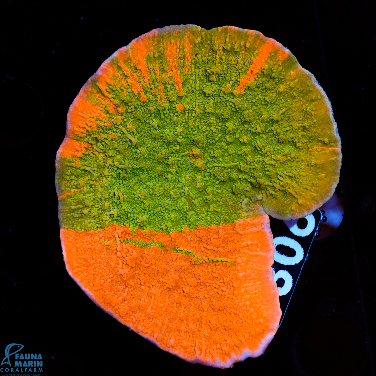 FMC Montipora Grafted