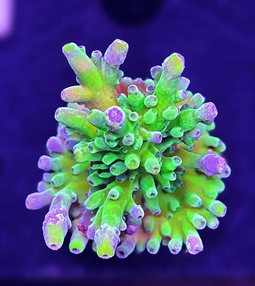 SciReef Acropora  Austera  Grade1  Twin