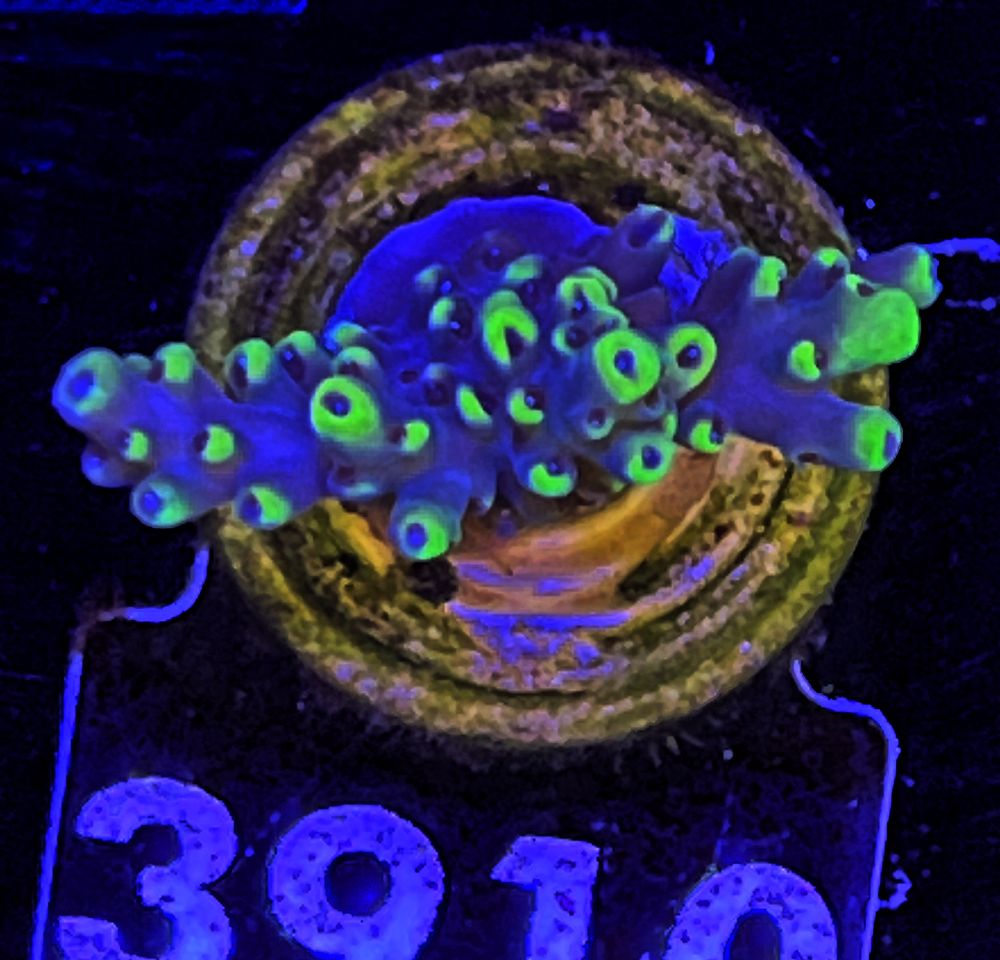 FMC Acropora Latistella