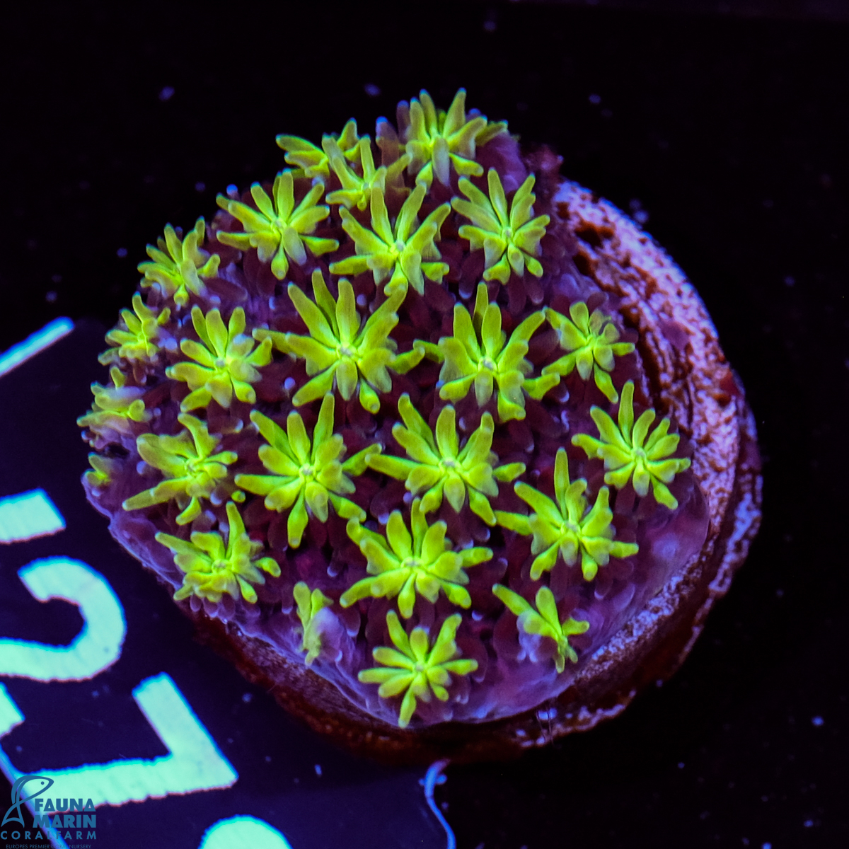 FMC Galaxea fasciculanis Green V
