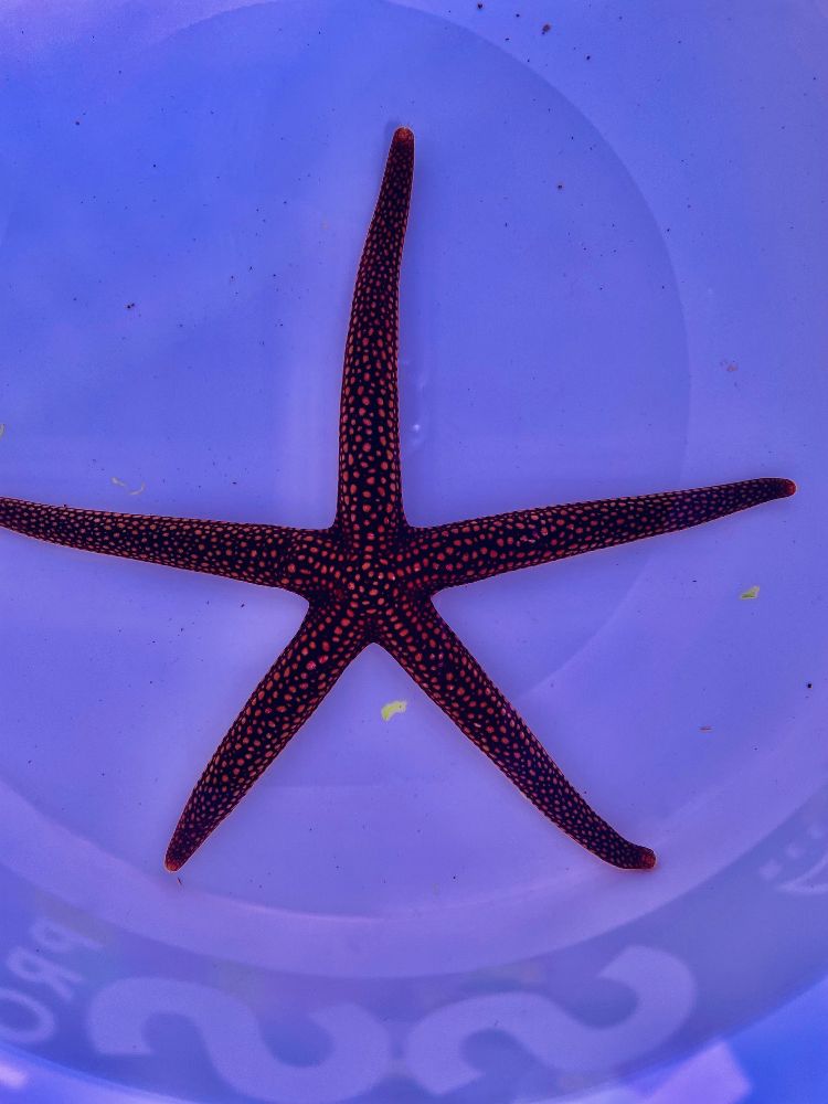 Nardoa sp. - Seestern Ø ca. 20cm