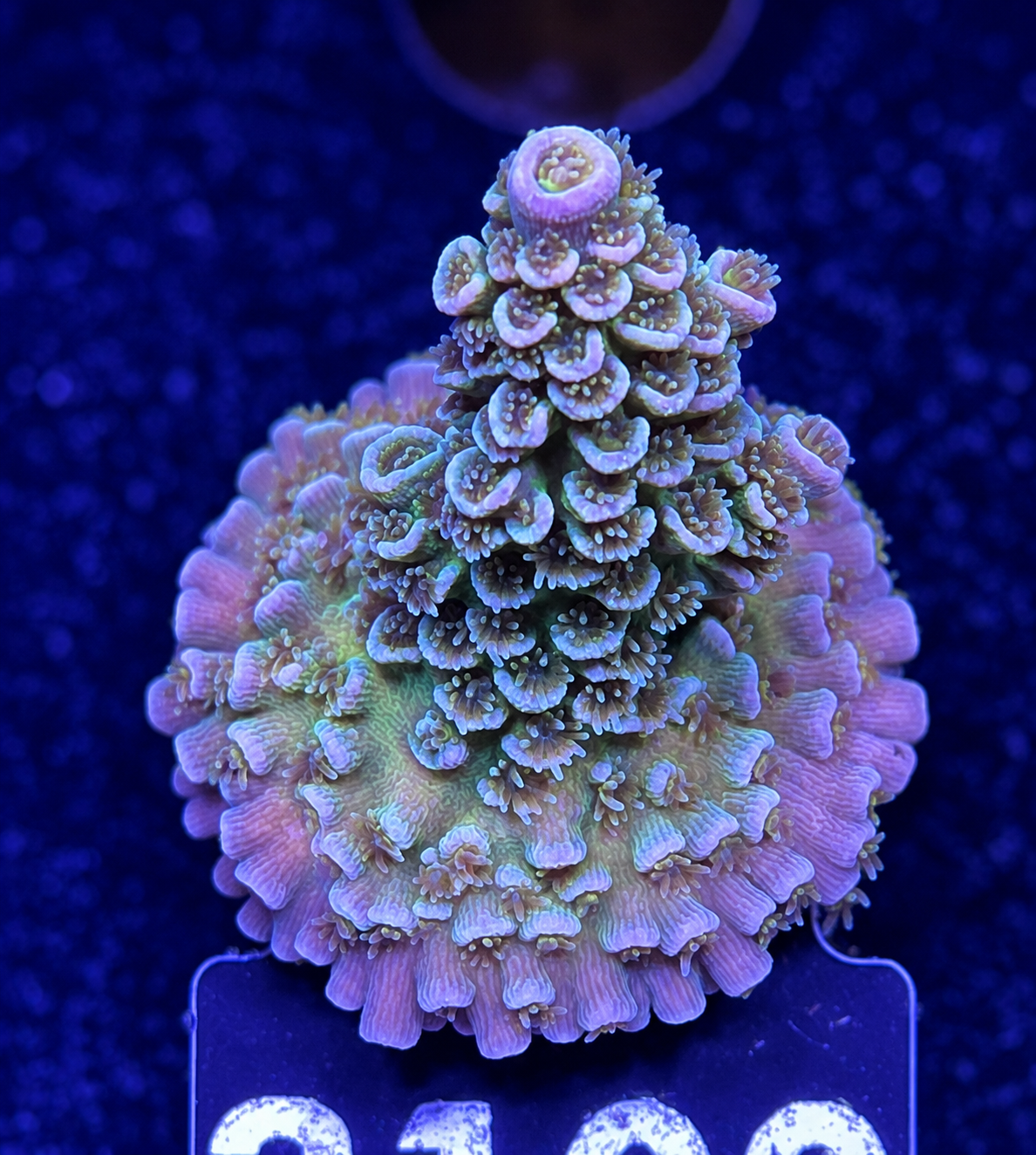 FMC Acropora tenuis Light rainbow