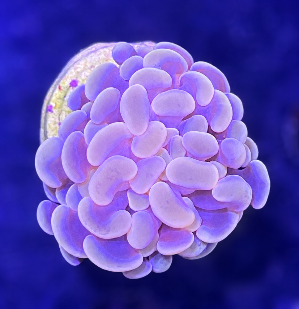 FMC Euphyllia baliensis Orange 1-2 Polypen V